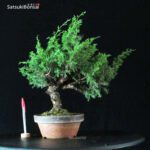 Juniperus Chinensis Itoigawa