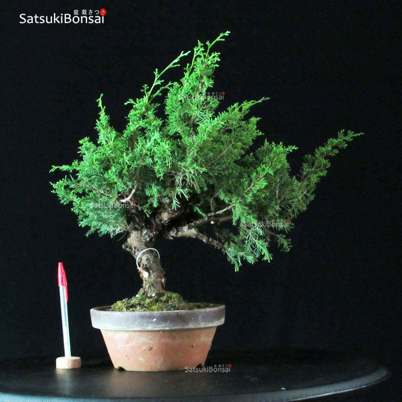 4747_1-Juniperus-chinensis-itoigawa Juniperus Chinensis Itoigawa - immagine 1