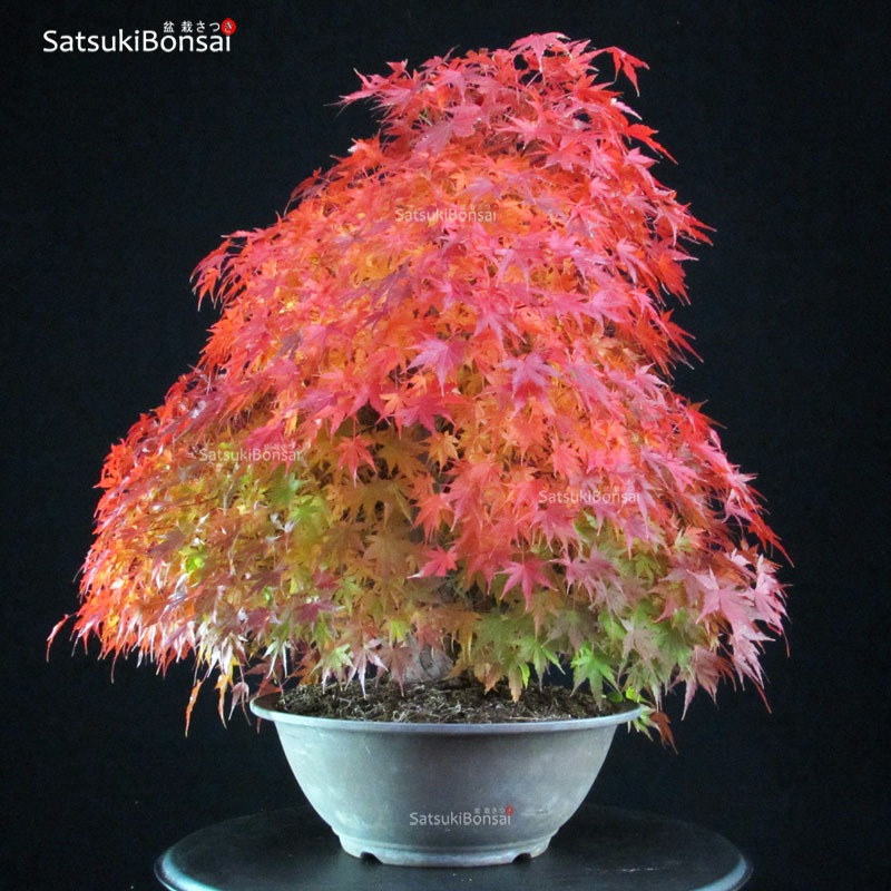 4759_5-Acer-palmatum-yamamomiji Acero Palmato Yamamomiji - immagine 1