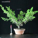 Juniperus Chinensis Itoigawa