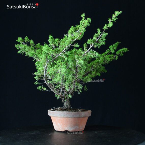 Juniperus Chinensis Itoigawa - immagine 2