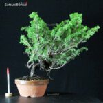 Juniperus Chinensis Itoigawa
