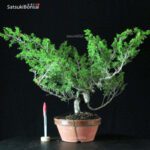 Juniperus Chinensis Itoigawa