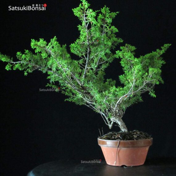 Juniperus Chinensis Itoigawa - immagine 2