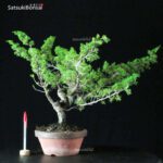 Juniperus Chinensis Itoigawa