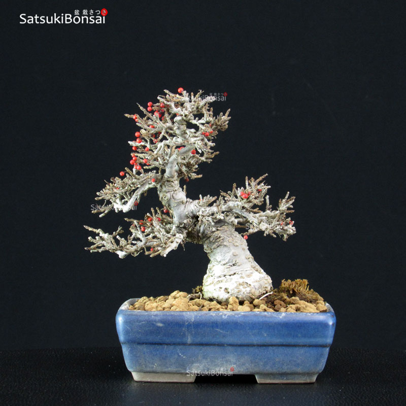4820_11-Ilex-serrata Ilex serrata Koshobai - immagine 1
