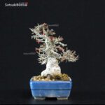 Ilex serrata Koshobai - immagine 3