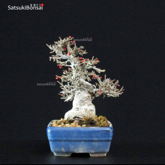 Ilex serrata Koshobai - immagine 3