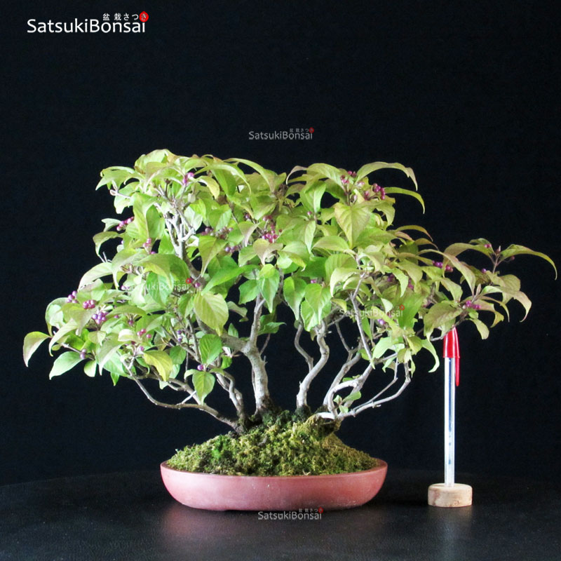 4840_1-Callicarpa-Japonica Callicarpa Japonica VENDUTO - immagine 1