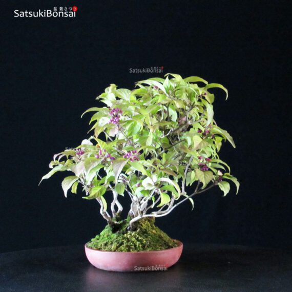 Callicarpa Japonica VENDUTO - immagine 3