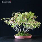 Callicarpa Japonica VENDUTO - immagine 4