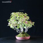 Callicarpa Japonica VENDUTO - immagine 5