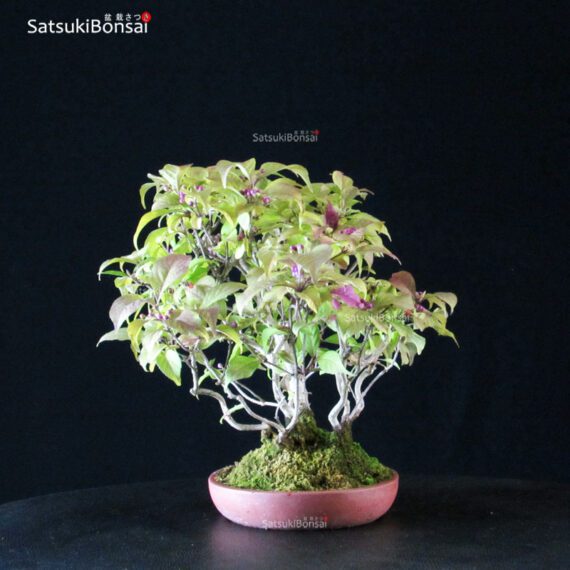Callicarpa Japonica VENDUTO - immagine 5