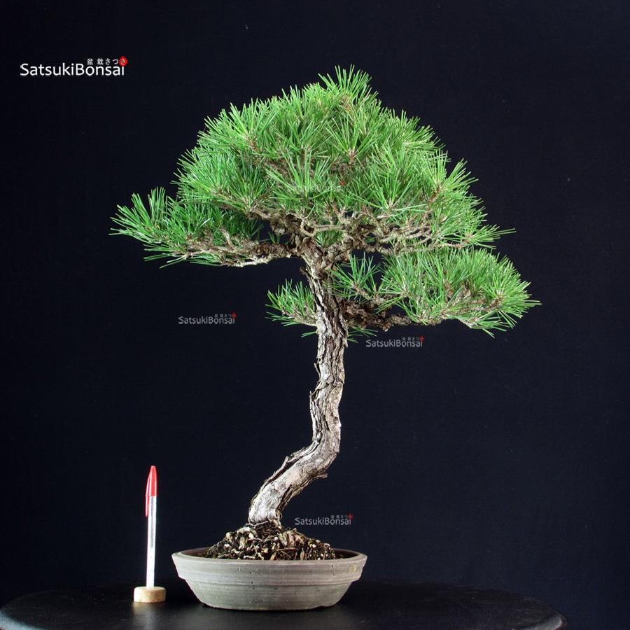 4969_1-Pinus-thunbergii Pinus Thunbergii Kuromatsu - immagine 1