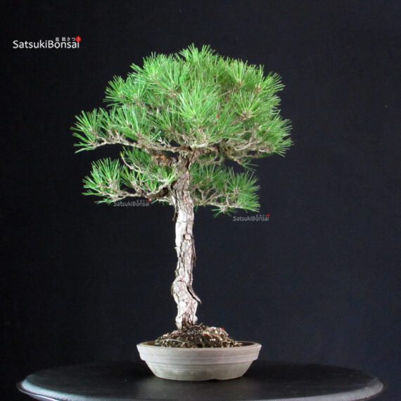 Pinus Thunbergii Kuromatsu - immagine 2