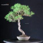Pinus Thunbergii Kuromatsu - immagine 3