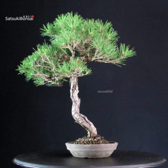 Pinus Thunbergii Kuromatsu - immagine 3