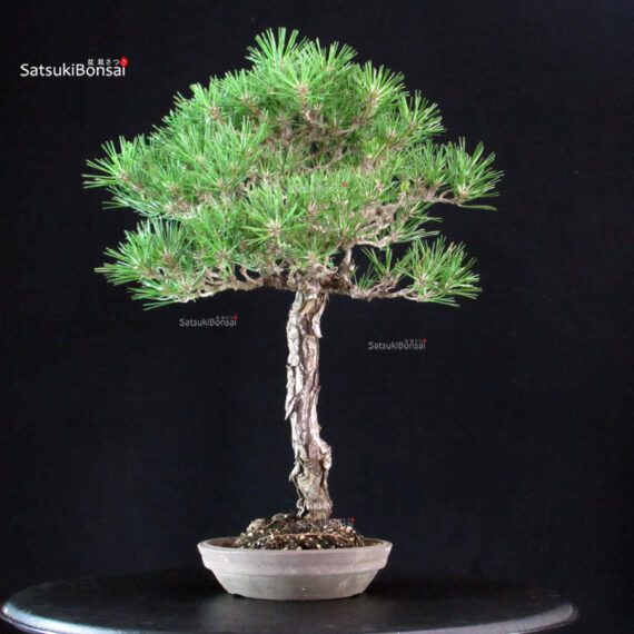 Pinus Thunbergii Kuromatsu - immagine 4