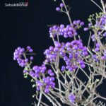 Callicarpa Japonica - immagine 2