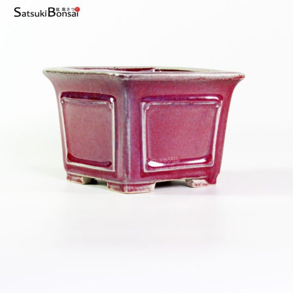 T2421 12.5x9.5 - Shibakatsu - immagine 2