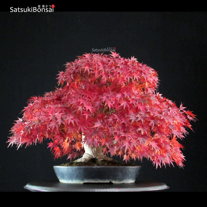 4550_13-Acer-palmatum Acer Palmatum kashima - immagine 1