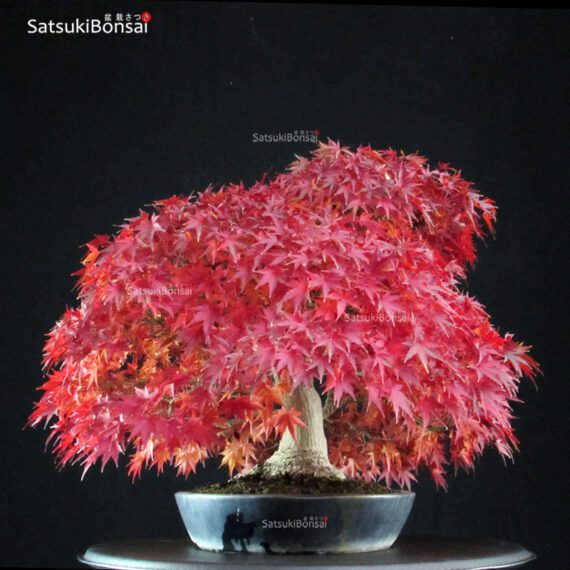 Acer Palmatum kashima - immagine 2