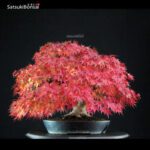 Acer Palmatum kashima - immagine 3