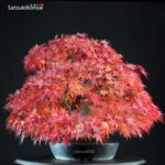 Acer Palmatum kashima - immagine 4