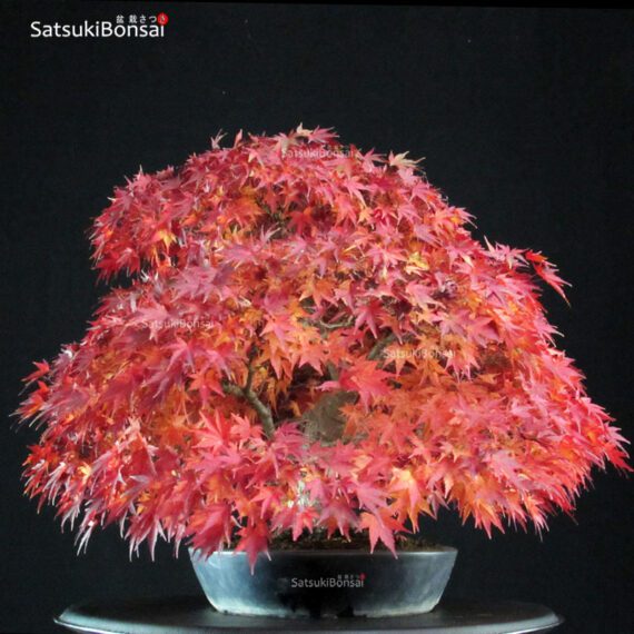 Acer Palmatum kashima - immagine 4