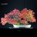 Acer Buergerianum - Kaede Ishizuki