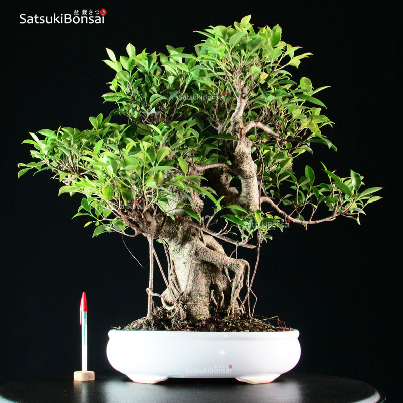BC-490_1-Ficus-Retusa Ficus Retusa - immagine 1