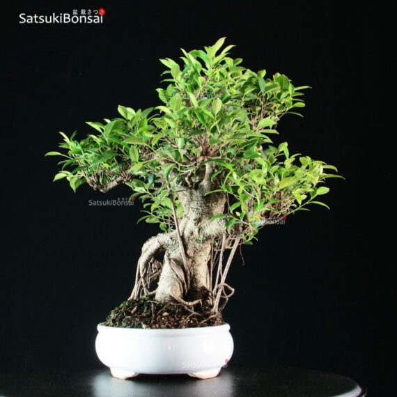 Ficus Retusa - immagine 4