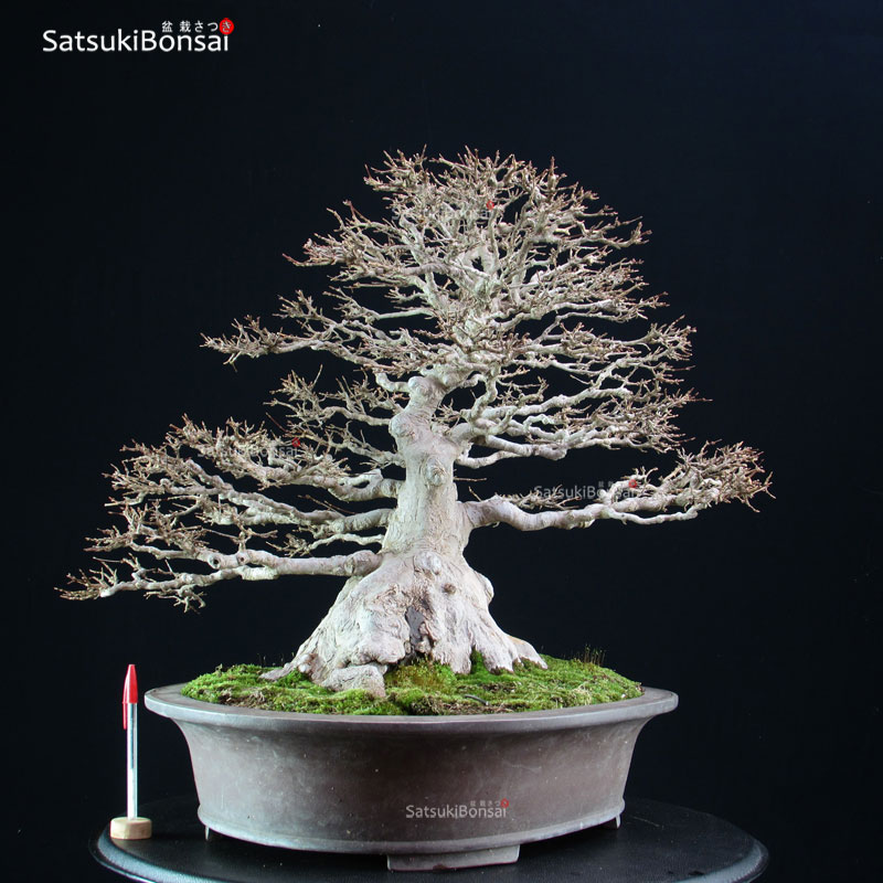 4432_5-Acer-buergerianum Acer Buergerianum - Kaede - immagine 1