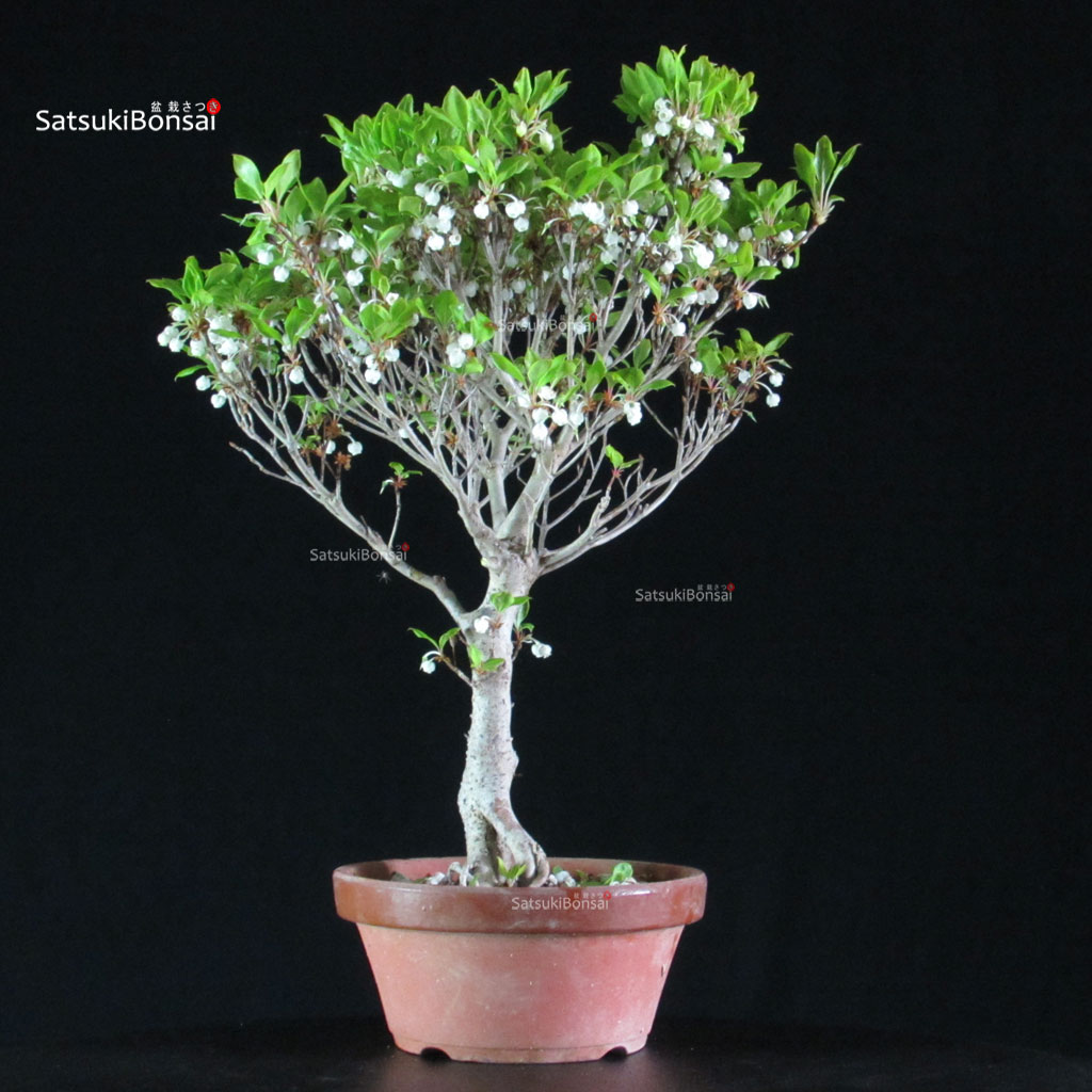 255186_2-Enkianthus-perulatus Enkianthus Perulatus - immagine 1