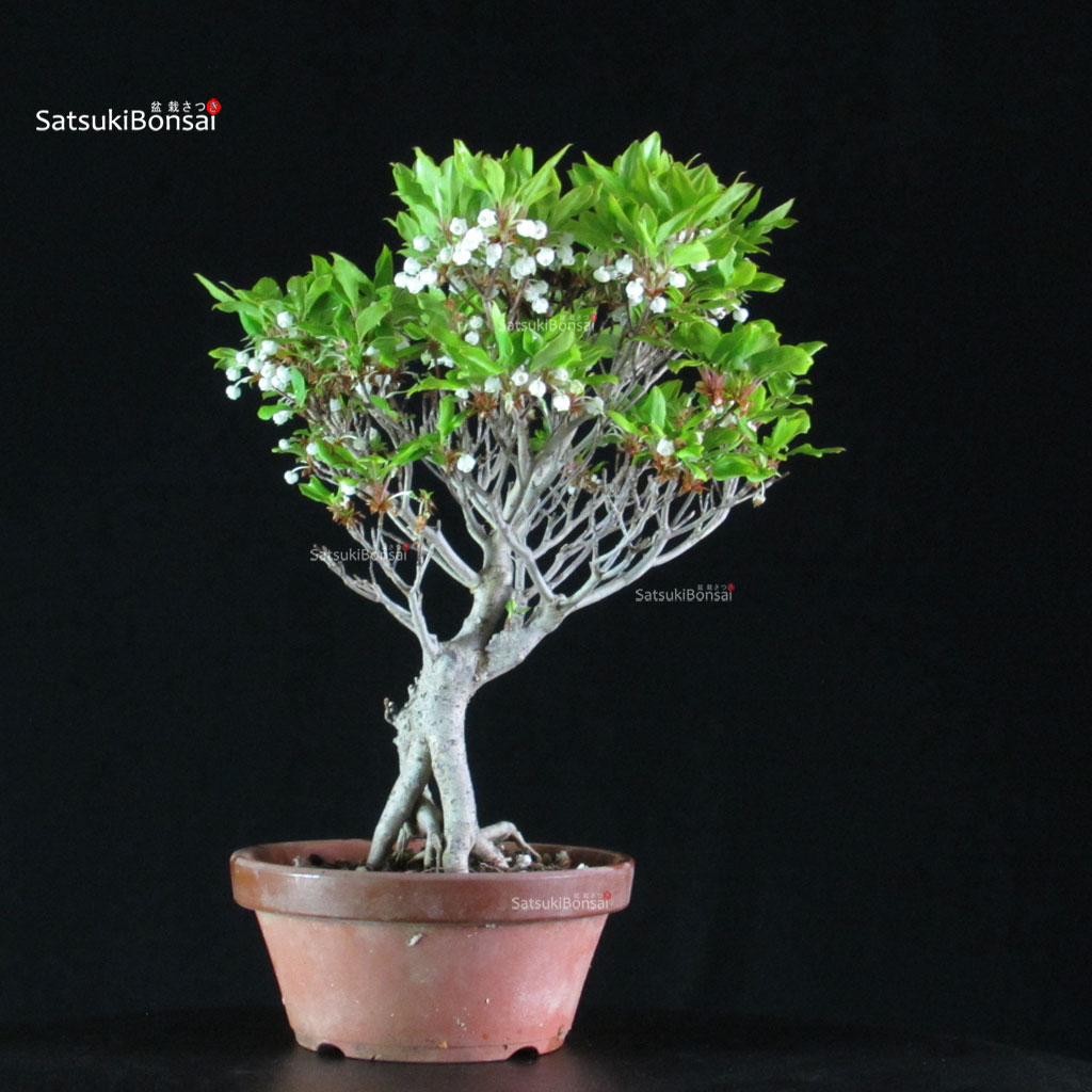 255190_2-Enkianthus-perulatus Enkianthus Perulatus - immagine 1
