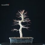 Acero Palmato Yamamomiji - immagine 8