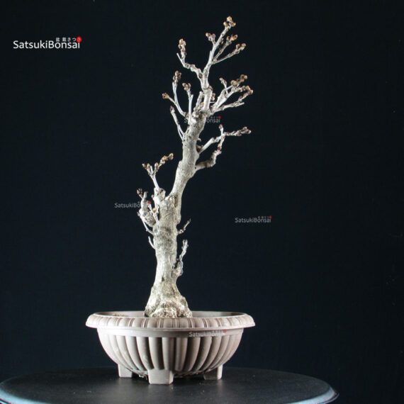 Glicine - Wisteria floribunda - immagine 4