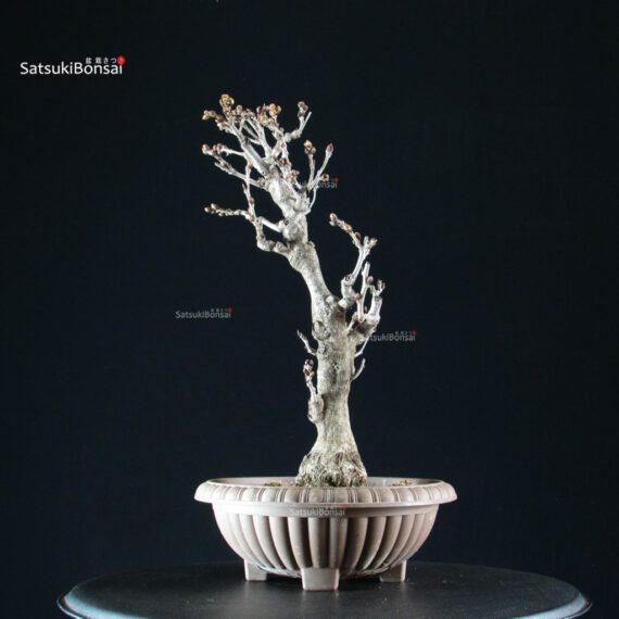Glicine - Wisteria floribunda - immagine 6