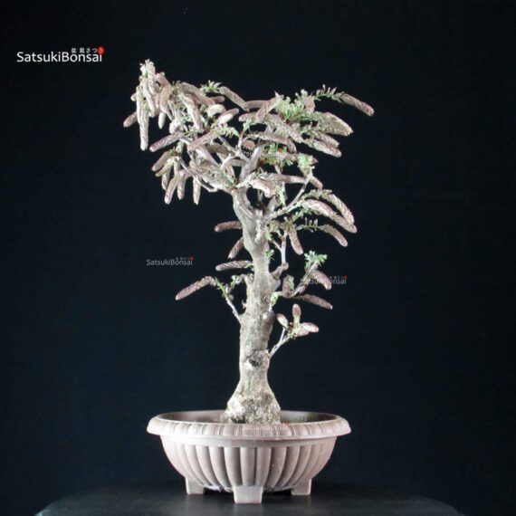 Glicine - Wisteria floribunda - immagine 3