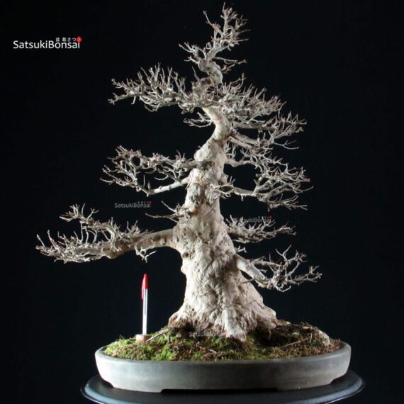 Acer Buergerianum - Kaede VENDUTO - immagine 9