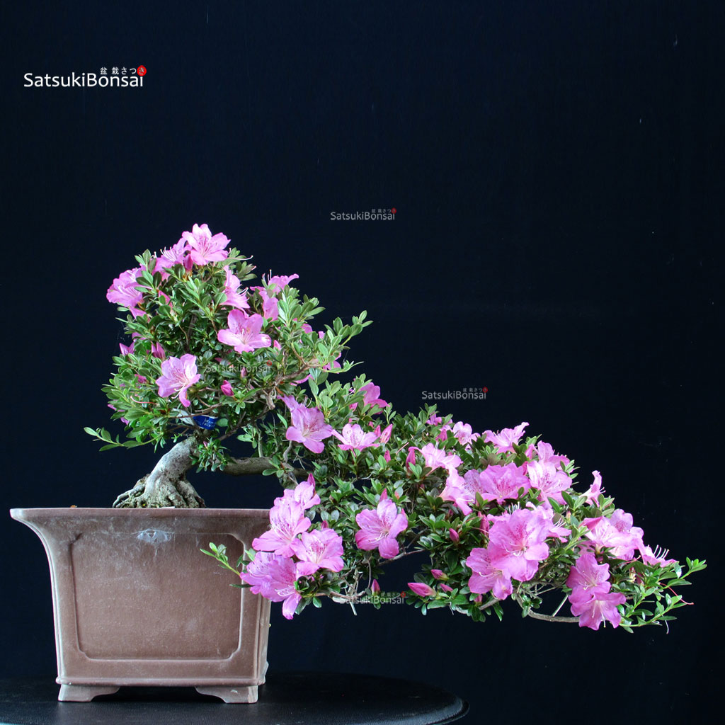 255361_5-Satsuki-azalea-Takasago Azalea Satsuki TAKASAGO - immagine 1