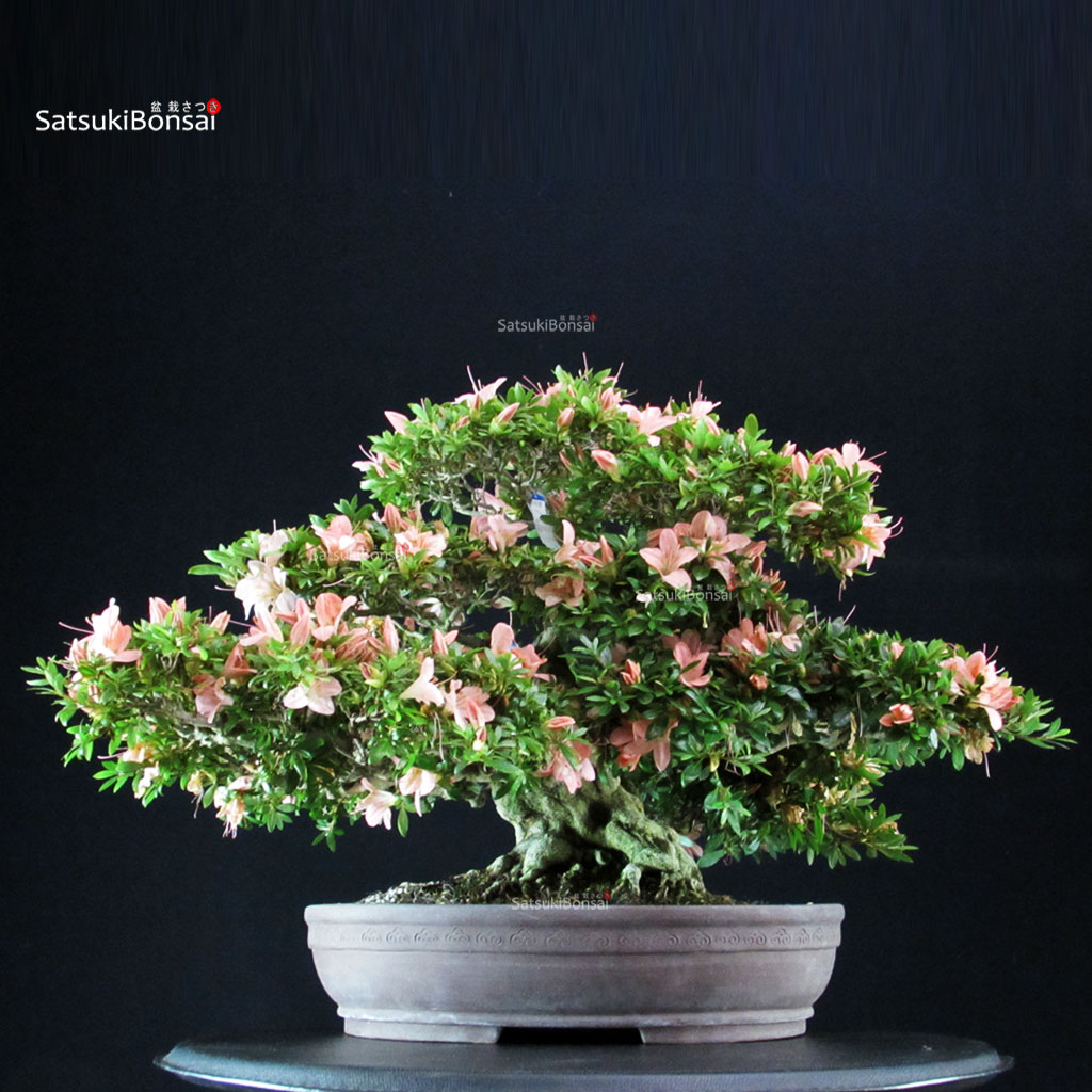 255362_5-Satsuki-azalea-Goko Azalea Satsuki GOKO VENDUTO - immagine 1
