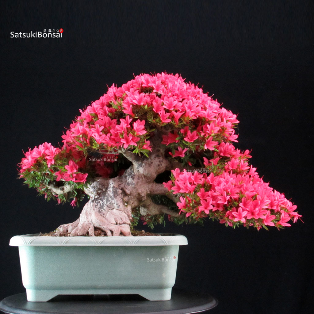 255468_5-Satsuki-azalea-Korin Azalea Satsuki KORIN - immagine 1