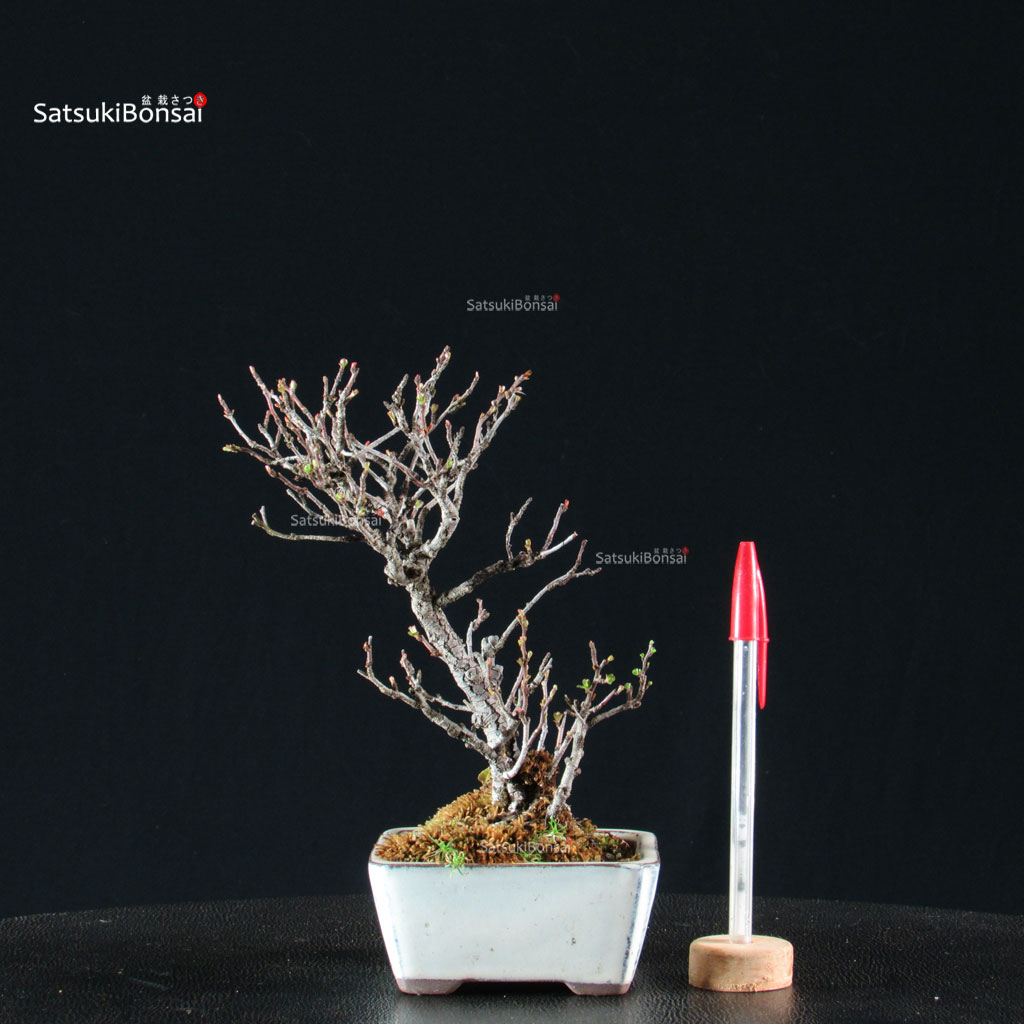 255498_1-Chaenomeles-Speciosa---Chojubai Chaenomeles Speciosa - Chojubai - immagine 1