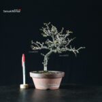 Chaenomeles Speciosa - Chojubai - immagine 4