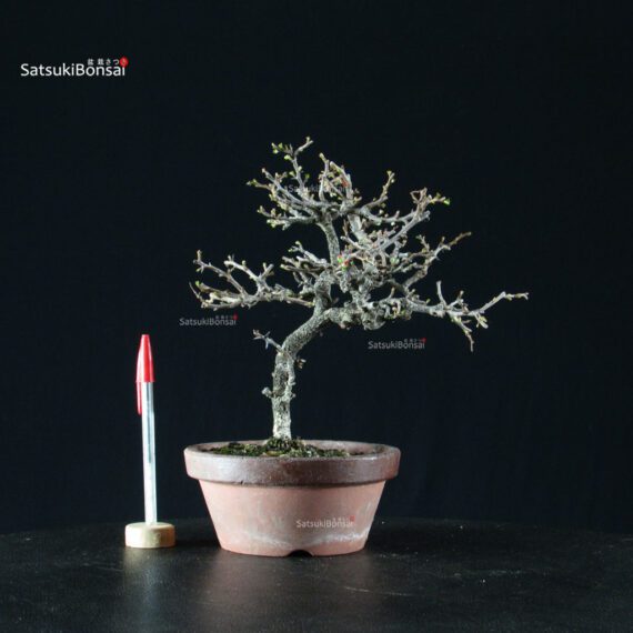 Chaenomeles Speciosa - Chojubai - immagine 4