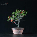 Chaenomeles Speciosa - Chojubai