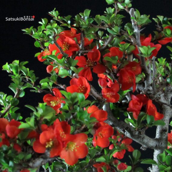 Chaenomeles Speciosa - Chojubai - immagine 3