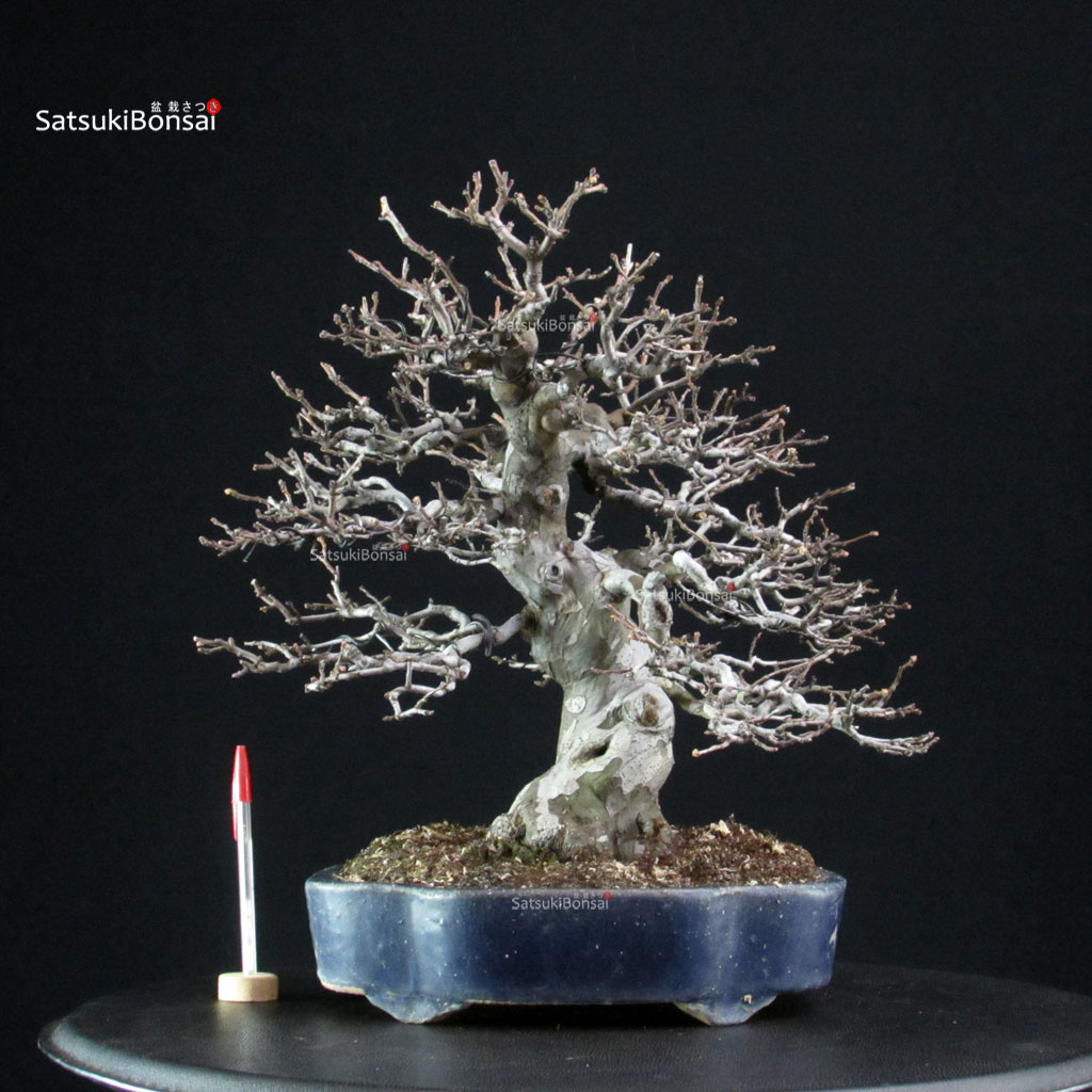 255525_1-Pseudocidonia-sinensis Pseudocydonia Sinensis - immagine 1