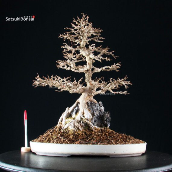 Acer Buergerianum - Kaede - immagine 9